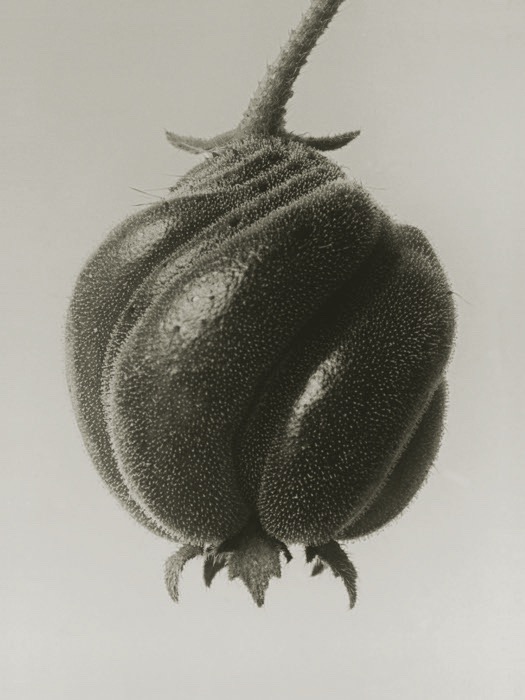 Blumenbachia Hieronymi